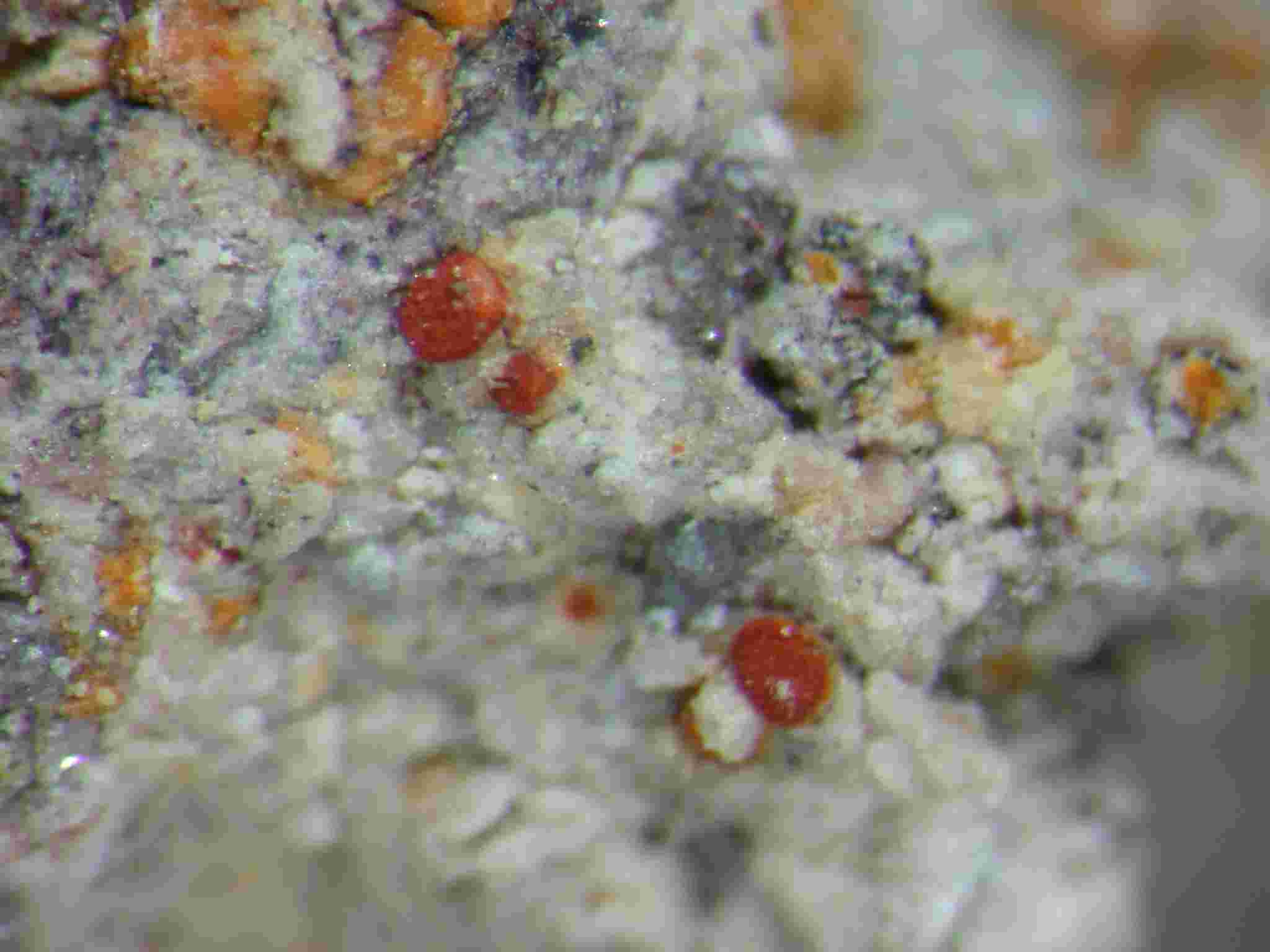 [Caloplaca marmorata]